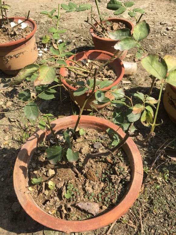 盆栽月季下山桩长不好 怎么办 图片