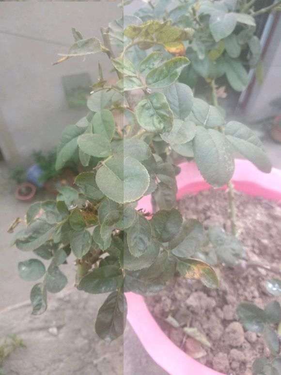 月季下山桩是不是得了白粉病 怎么办 图片