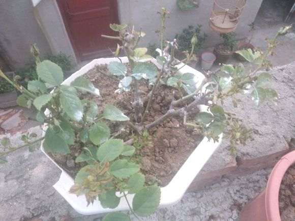 月季下山桩是不是得了白粉病 怎么办 图片