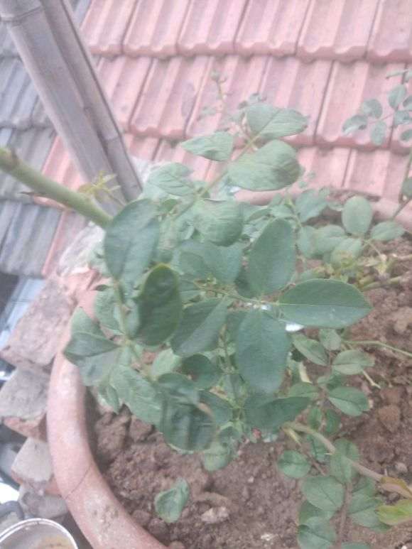 月季下山桩是不是得了白粉病 怎么办 图片