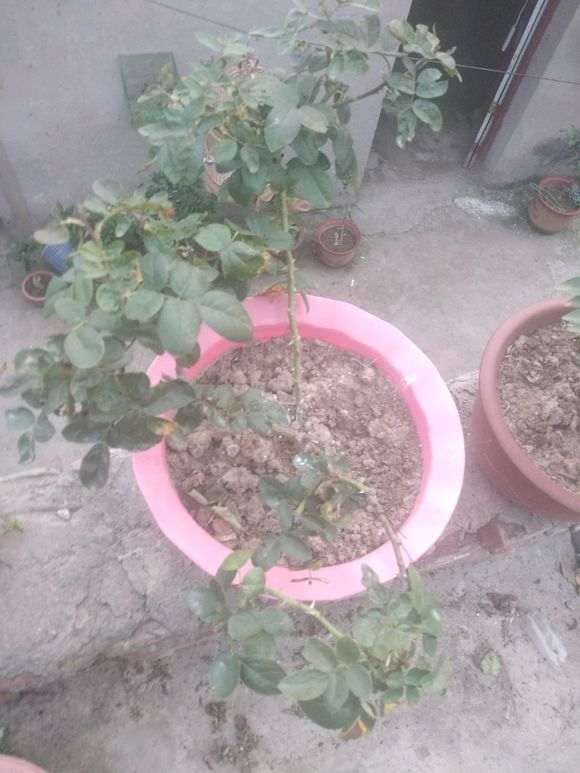 月季下山桩是不是得了白粉病 怎么办 图片