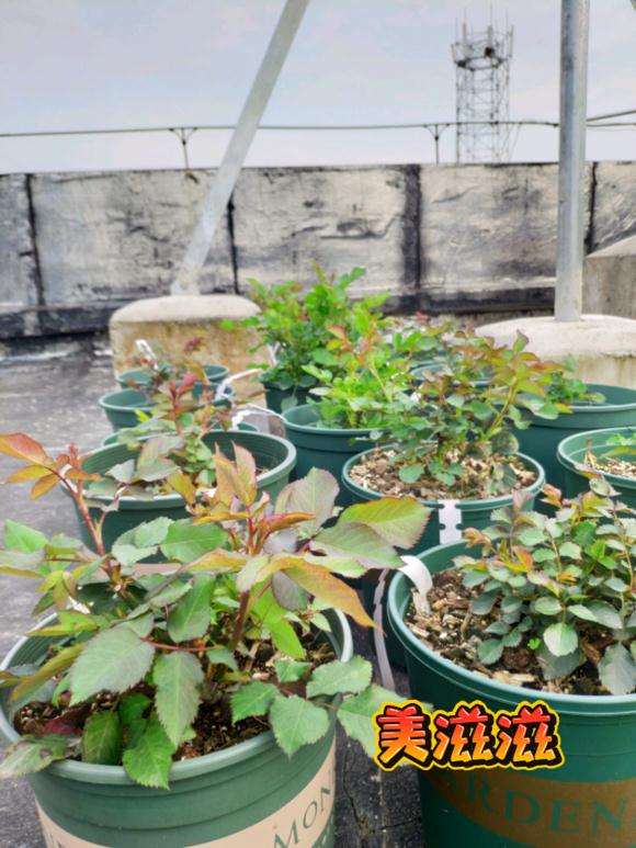 为什么盆栽月季下山桩比地栽要快 图片