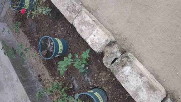 地栽和盆栽月季下山桩有什么区别 图片