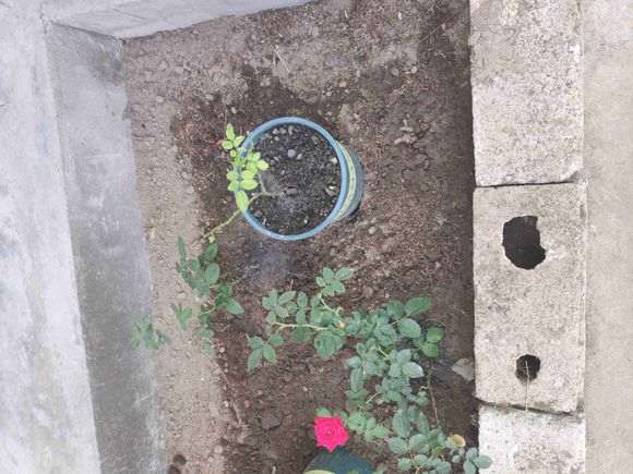 地栽和盆栽月季下山桩有什么区别 图片