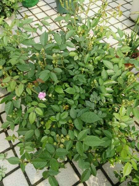 为什么月季下山桩地栽有地栽的优势