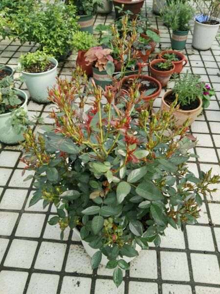 为什么月季下山桩地栽有地栽的优势