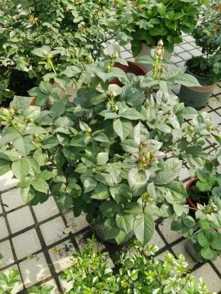 为什么月季下山桩地栽有地栽的优势