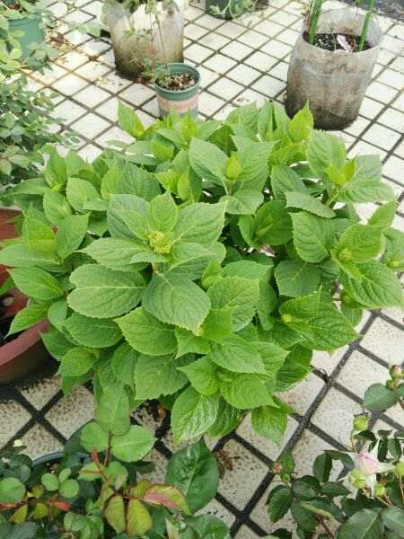 30多棵月季花 没一棵养死的 很好养