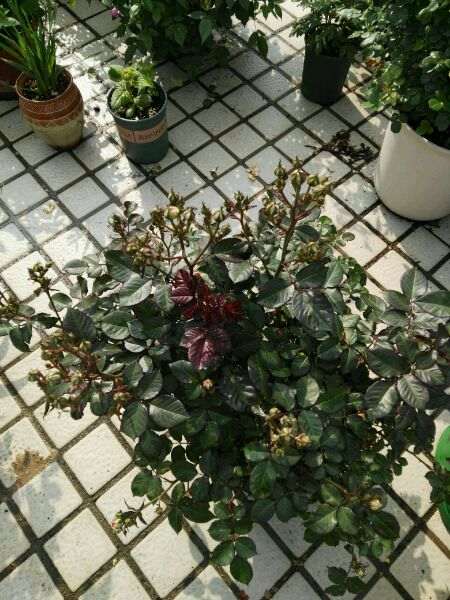 30多棵月季花 没一棵养死的 很好养