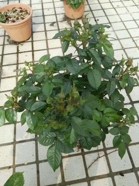 30多棵月季花 没一棵养死的 很好养