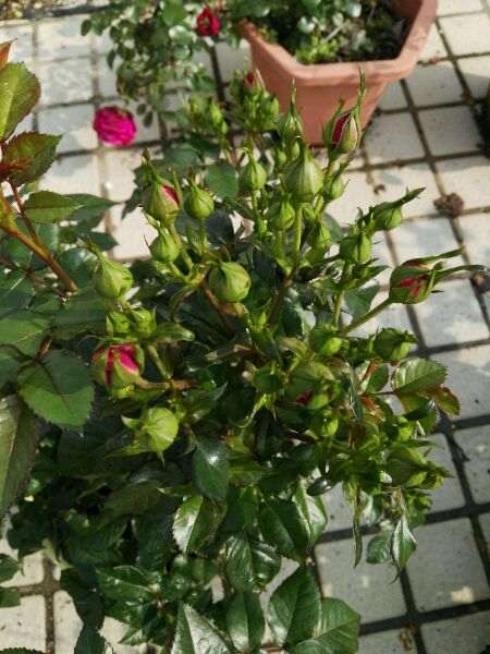 30多棵月季花 没一棵养死的 很好养