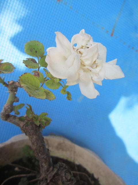 多年盆栽造型白月季盆景 40元 图片