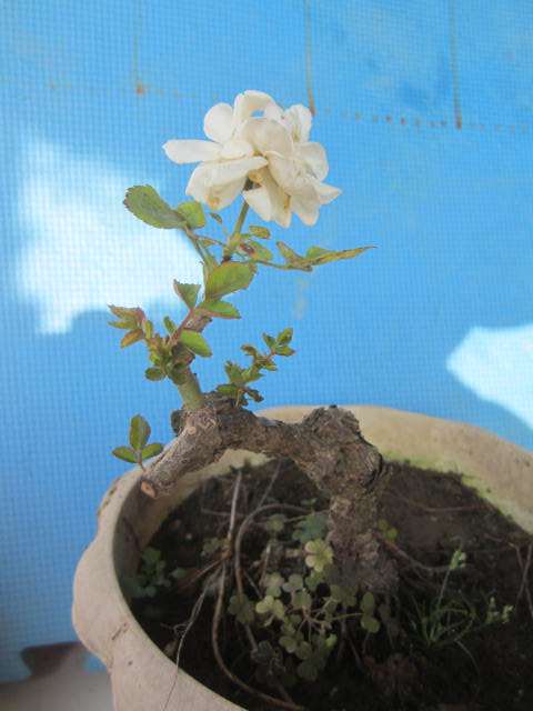 多年盆栽造型白月季盆景 40元 图片