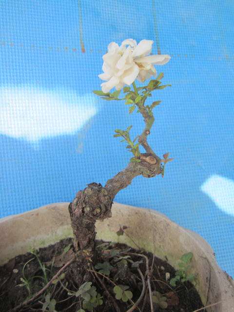 多年盆栽造型白月季盆景 40元 图片