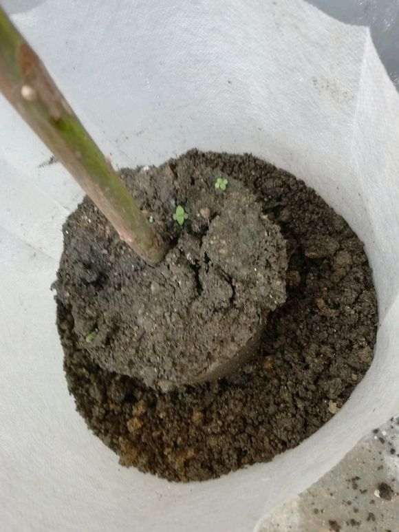 月季下山桩几月换盆比较合适 图片