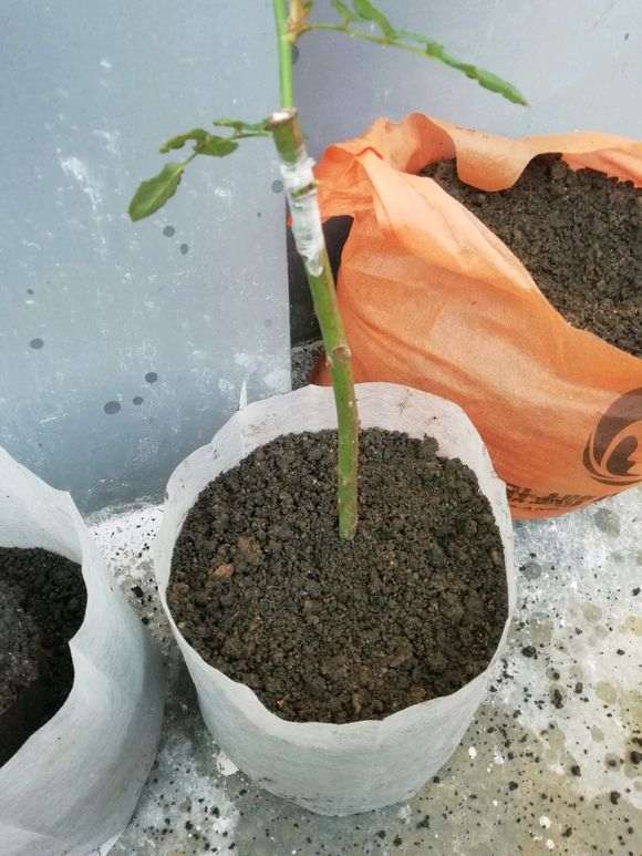 月季下山桩几月换盆比较合适 图片