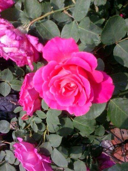 月季下山桩什么时候移植 最好 图片