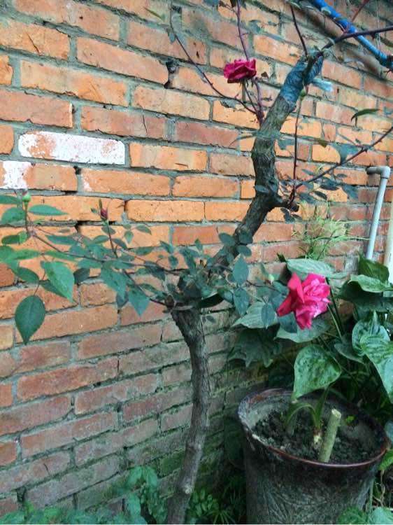 月季下山桩什么时候移植 最好 图片