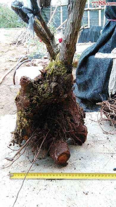 月季下山桩什么时候移植 最好 图片