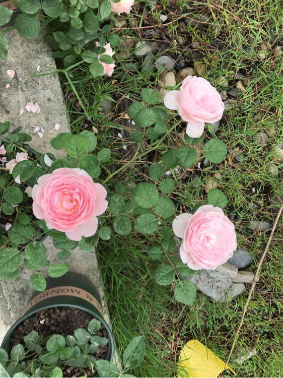 月季下山桩是盆栽 还是地栽 最好 图片