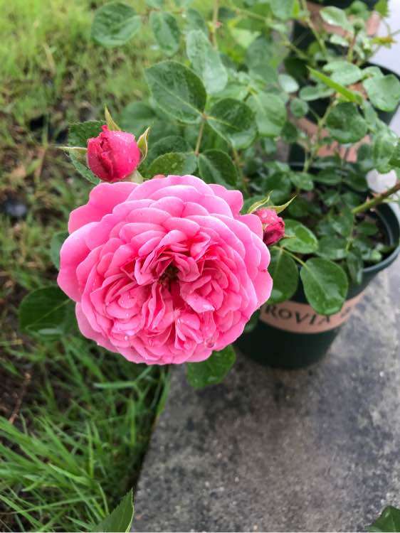 月季下山桩是盆栽 还是地栽 最好 图片