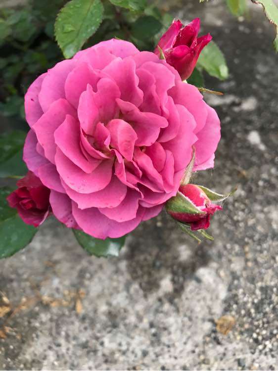 月季下山桩是盆栽 还是地栽 最好 图片