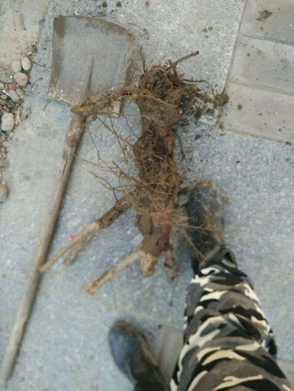 盆栽月季下山桩 用几加仑的盆最好