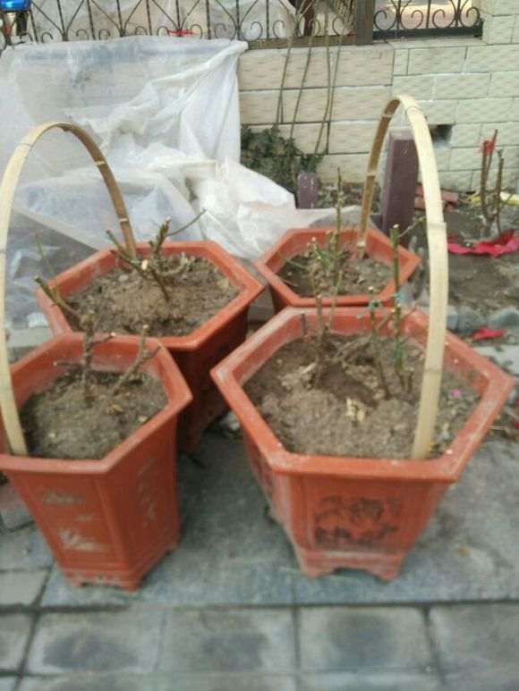 盆栽月季下山桩 用几加仑的盆最好