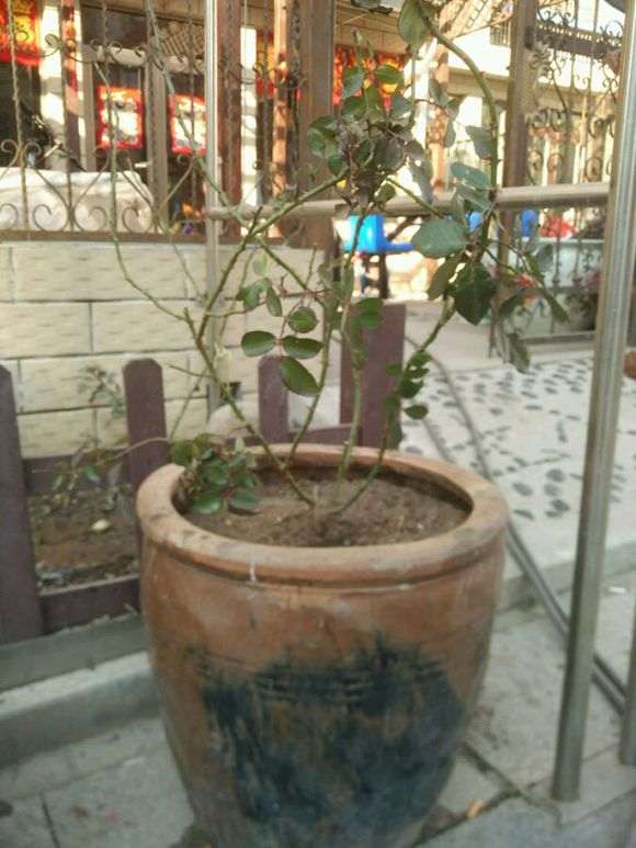 盆栽月季下山桩 用几加仑的盆最好