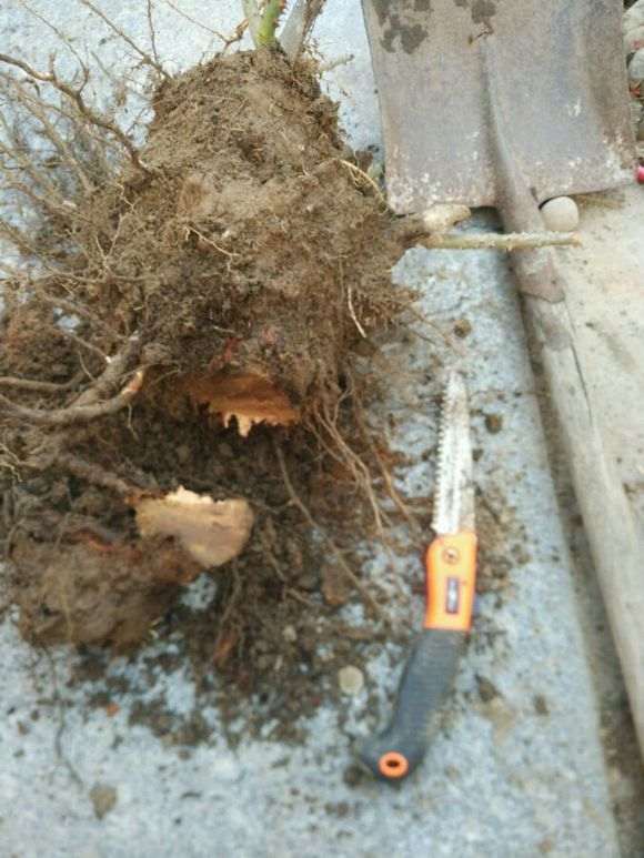 盆栽月季下山桩 用几加仑的盆最好