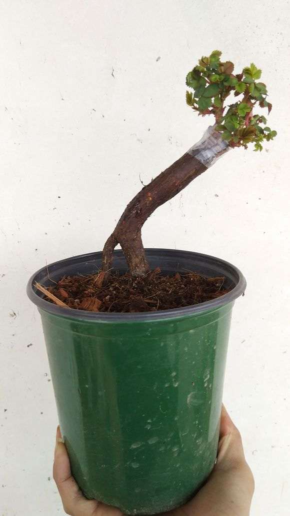 蔷薇老根怎么嫁接月季下山桩的方法 图片