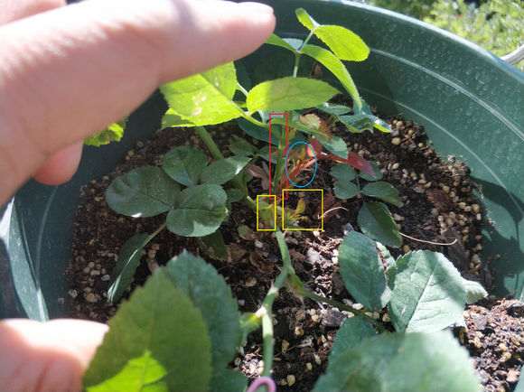 盆栽月季下山桩怎么控型的方法 图片