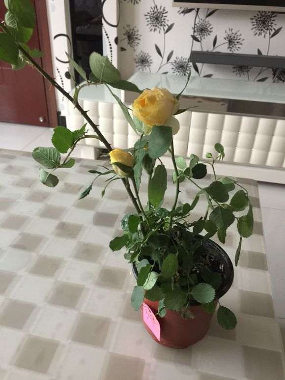 月季下山桩底部叶子要去除哪些 图片