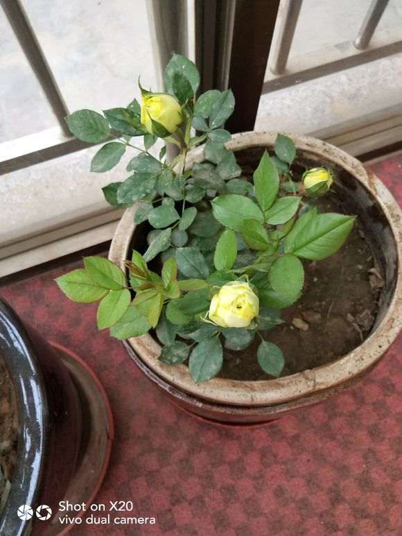 月季下山桩底部叶子要去除哪些 图片