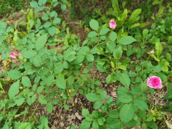 地栽月季下山桩和盆栽有什么区别 图片