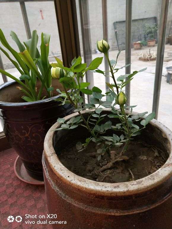 地栽月季下山桩和盆栽有什么区别 图片