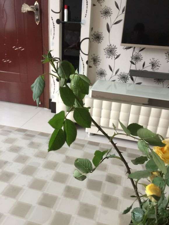 地栽月季下山桩和盆栽有什么区别 图片