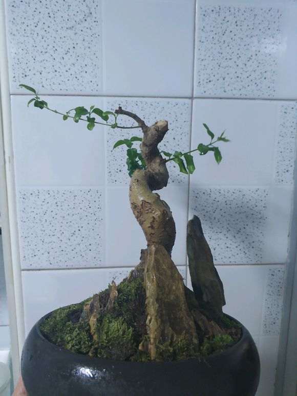 露台盆栽月季下山桩该怎么处理 图片