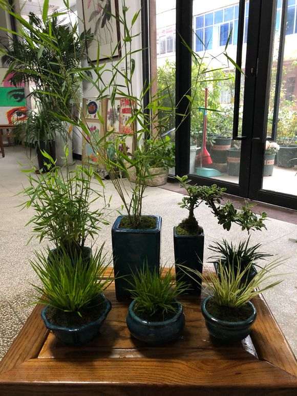 十多盆竹子菖蒲小盆景 怎么样 图片