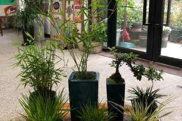 十多盆竹子菖蒲小盆景 可以吗 图片