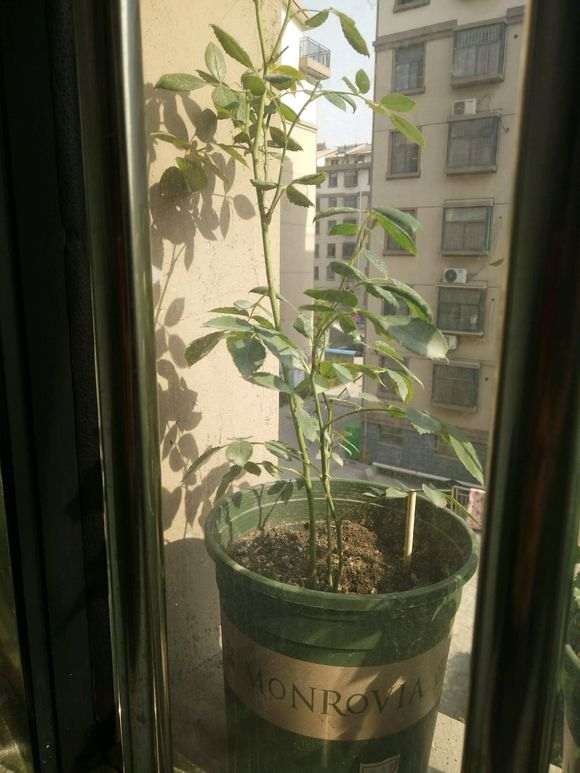 夏季盆栽月季下山桩怎么施肥 图片