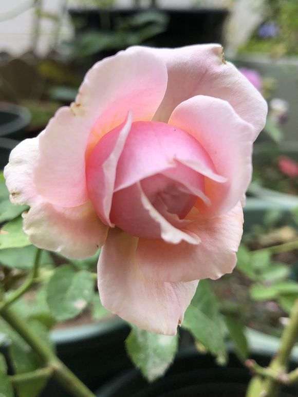 月季下山桩缓释肥 怎么样可以吗 图片