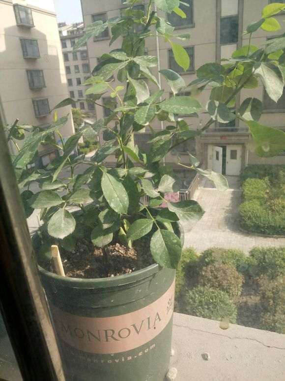 月季下山桩地栽怎么移植盆栽的方法 图片