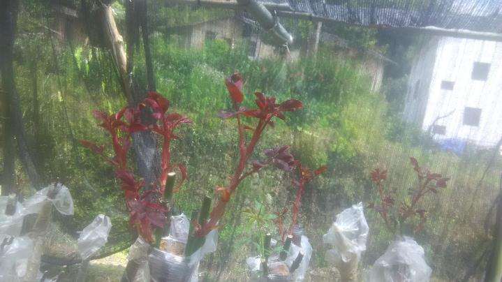 月季下山桩地栽怎么移植盆栽的方法 图片