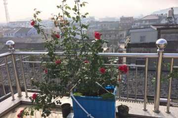 为什么盆栽根本不适合种藤本月季 图片