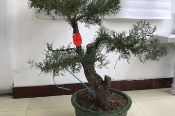 个人盆景有喜欢的联系