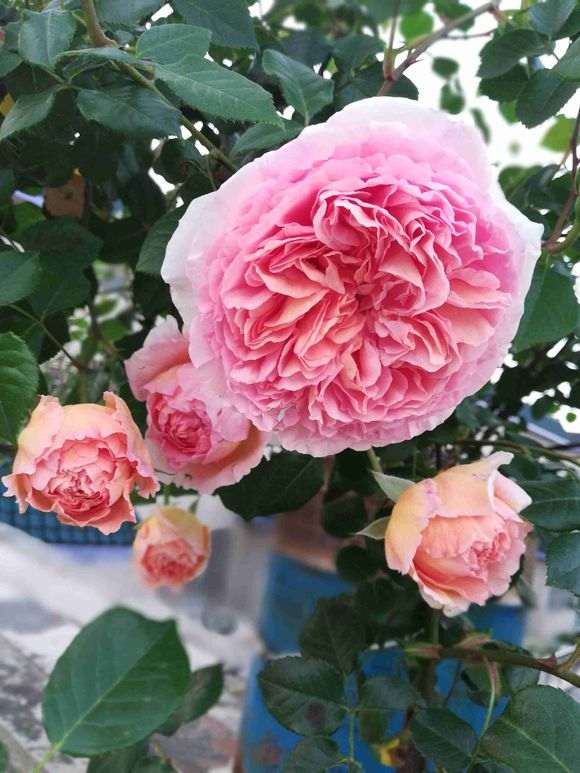 盆栽亚伯月季用什么肥料 最好 图片