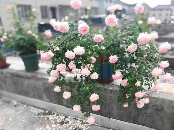 盆栽亚伯月季用什么肥料 最好 图片