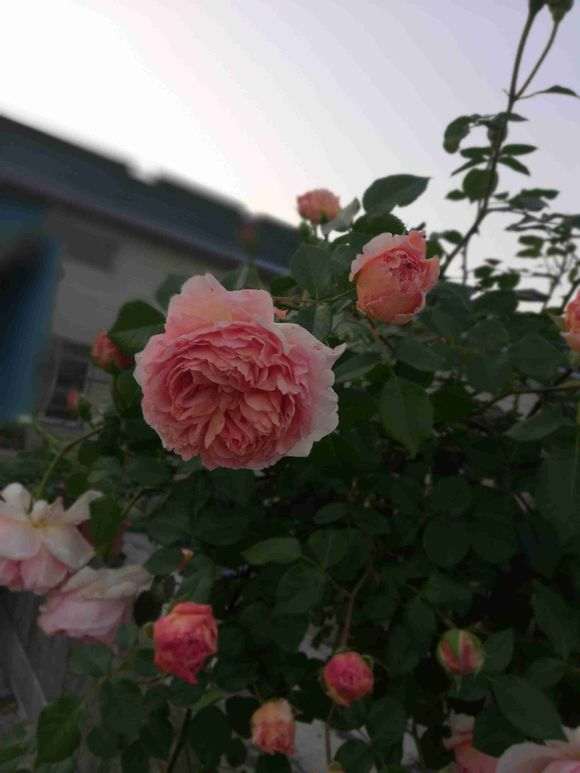 盆栽亚伯月季用什么肥料 最好 图片