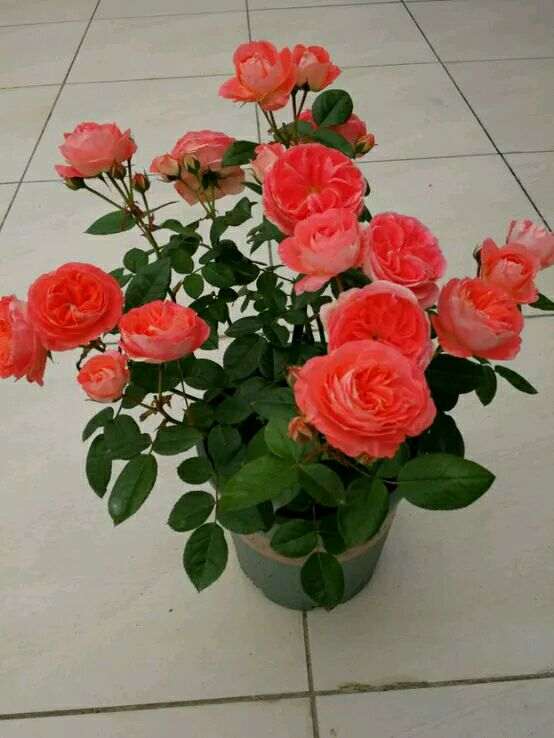 北方室内封闭阳台怎么盆栽月季 图片